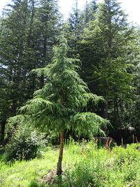 Young tree in India