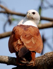 चित्र:Brahminy kite2.jpg