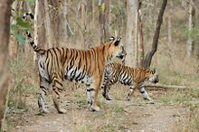 चित्र:Achankmar Tiger.jpg