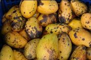 Anthracnose in fruit
