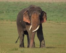 चित्र:Asiatic Elephant.jpg