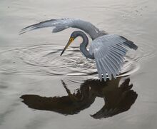 चित्र:Heron tricol 01.JPG